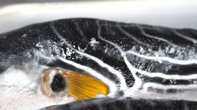 무늬가 선명한 복어