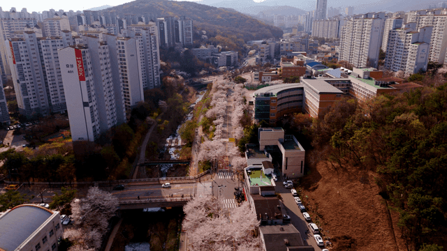 Cherry blossoms lining a city street