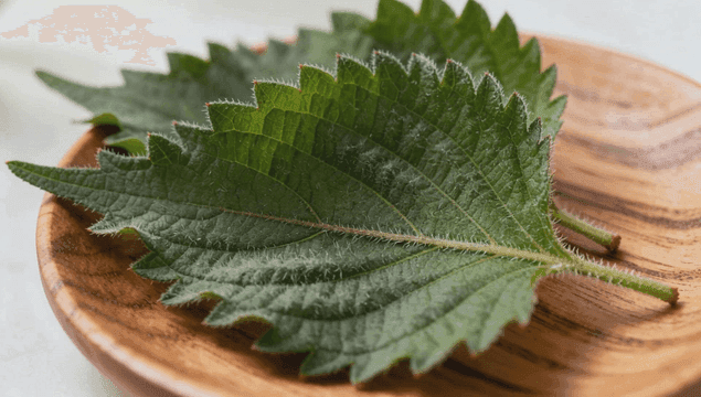 나무 접시에 놓인 신선한 녹색 깻잎