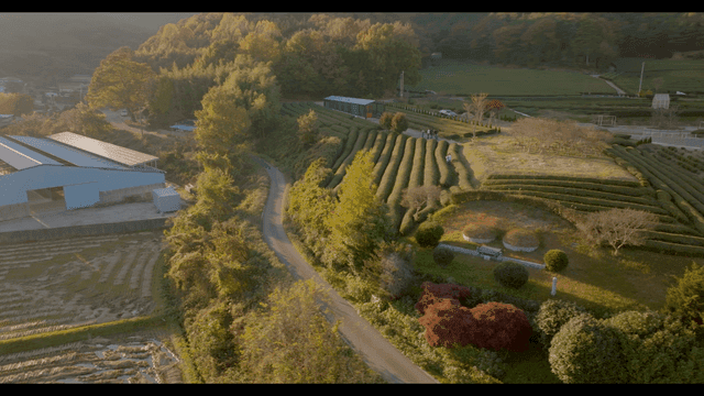 넓은 녹차 농장이 있는 시골