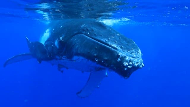 Humpback Whale Swimming in Blue Ocean