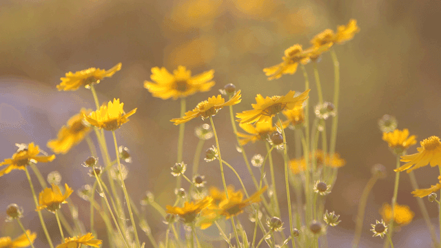 Yellow flowers basking in sunlight