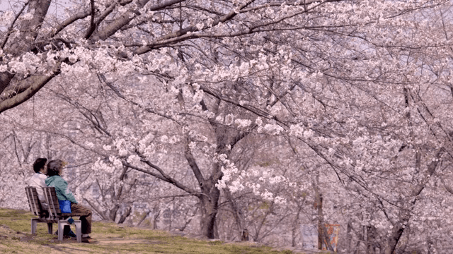 Cherry blossoms in full bloom with people