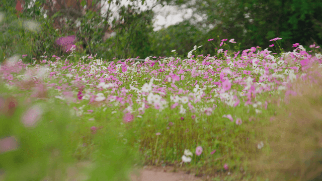 흰색 보라색 코스모스가 만발한 공원