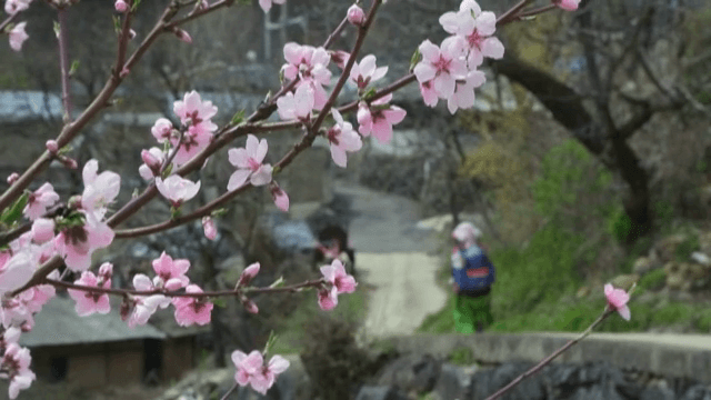 Cherry blossoms blooming on a country road