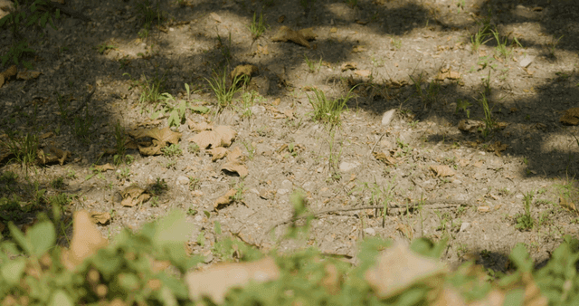햇빛이 비치는 마른 잎이 있는 숲 바닥