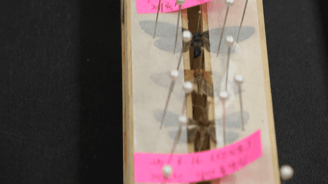 나무판에 핀으로 꽂힌 나비 박제 표본들