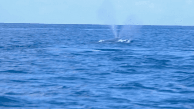 고래가 바다 위로 떠오르는 모습