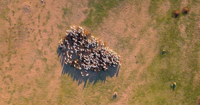 Herd of livestocks moving on a vast plain