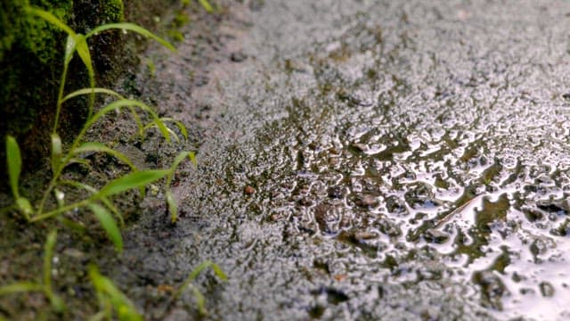 Water drops falling on moss