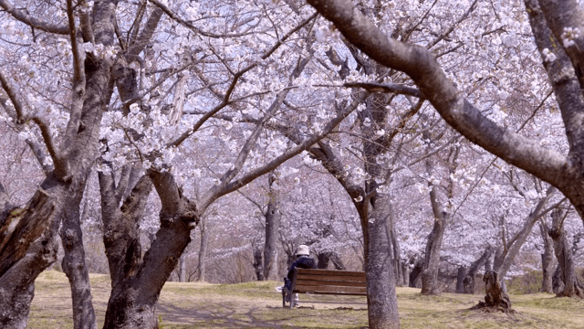 Cherry blossoms in full bloom in a park