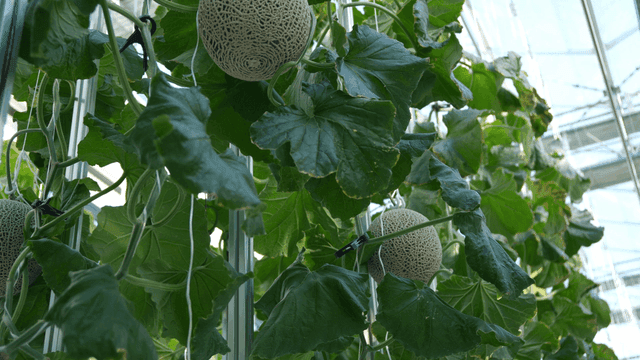 Melons growing under greenhouse ceiling