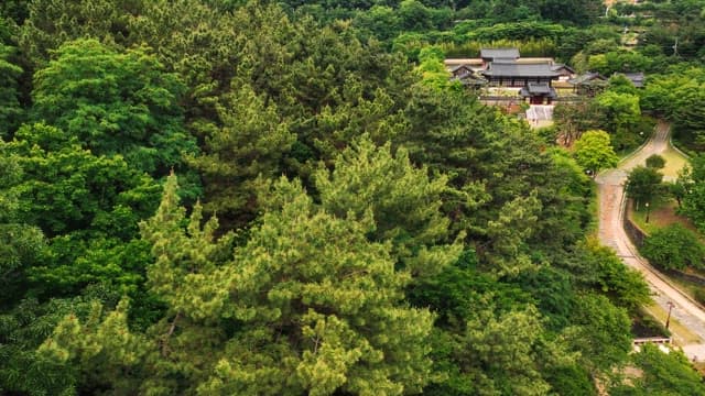 Lush green forest with traditional Korean houses