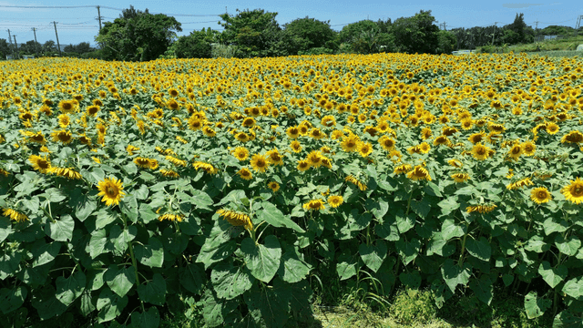 Sunflower field under clear sky