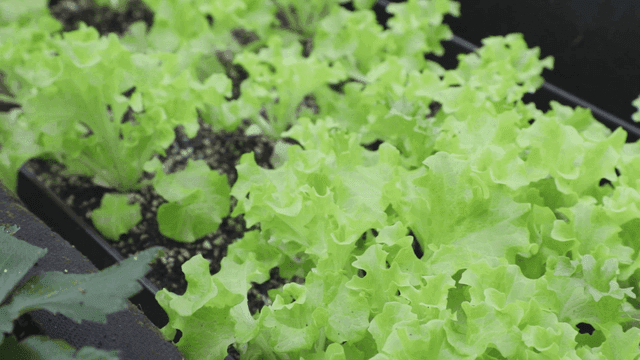 흙에서 자라는 신선한 녹색 상추