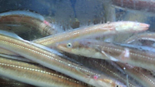 수조에서 헤엄치는 장어들