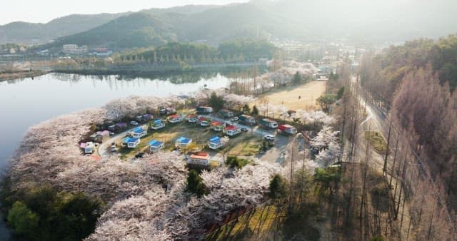 Scenic camping site by a calm lake with blooming cherry blossoms