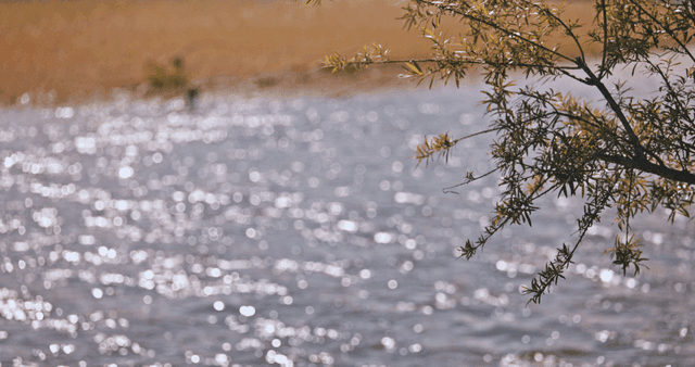 강가에 있는 푸른 잎