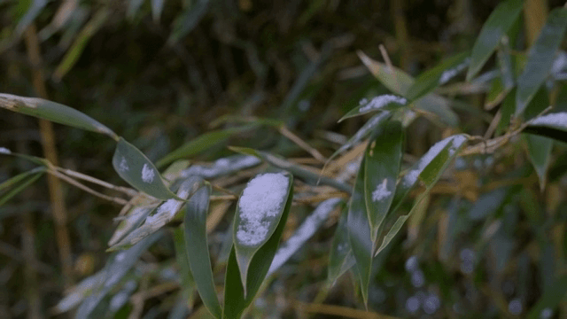 숲 속 대나무 잎에 쌓인 눈