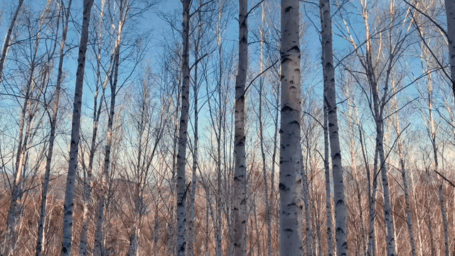 Snow-covered birch forest in winter