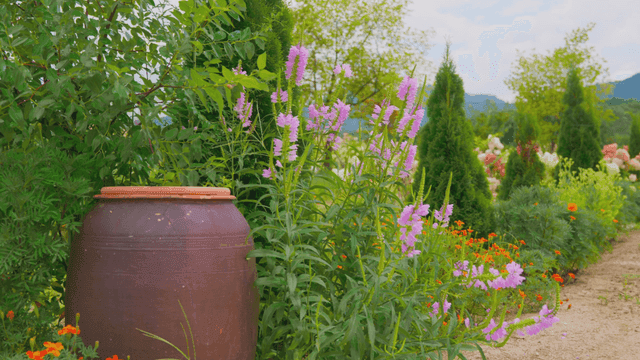 Garden with various flowers and jars