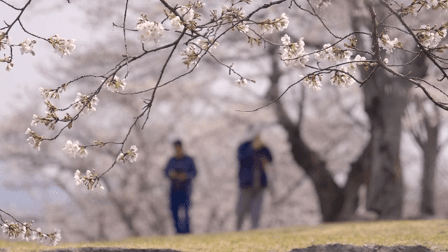 Cherry blossoms in full bloom with people