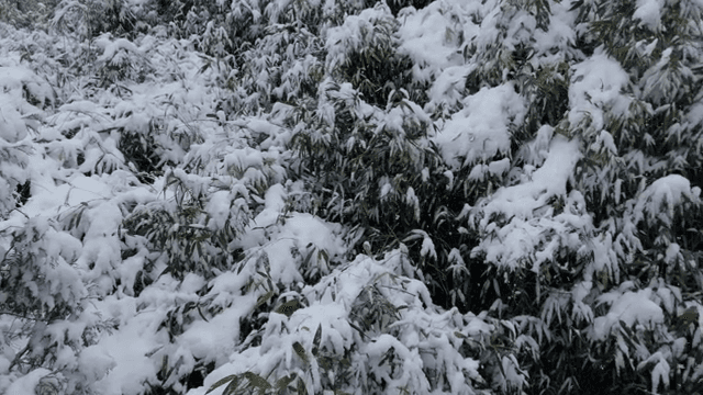 Snow-covered trees in a winter forest