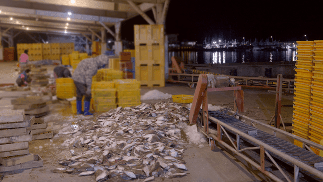 Fish classified at fish market next to pier
