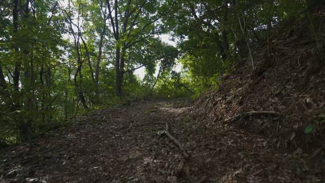 고요한 숲속의 산책로