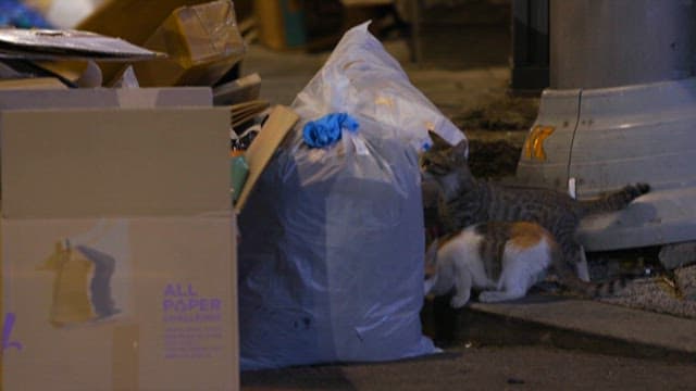 Cats Foraging Amongst Urban Waste at Night