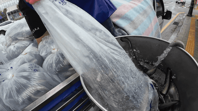 봉지에서 탱크로 옮겨지는 장어