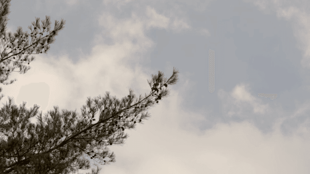 구름 낀 하늘을 배경으로 한 소나무 가지