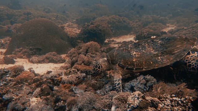 바닷속 해초를 뜯어먹는 바다거북