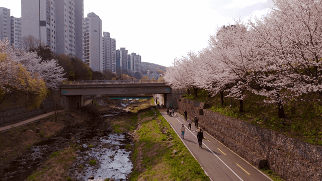 Cherry blossoms blooming along riverside road of apartment complex
