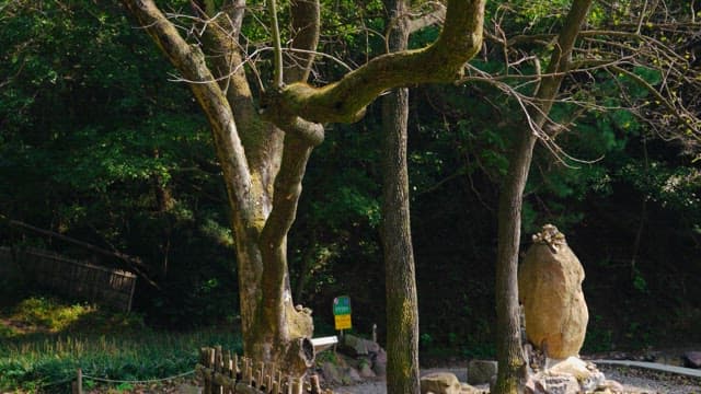 고요한 숲 속 이끼 낀 나무와 싹이 트는 잎사귀