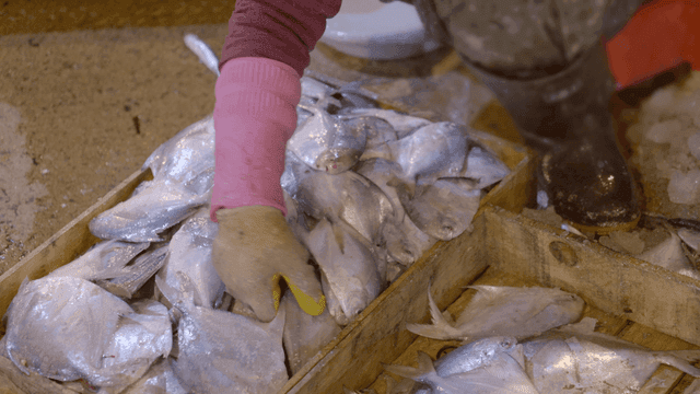 Merchants sorting fresh fish in wooden boxes