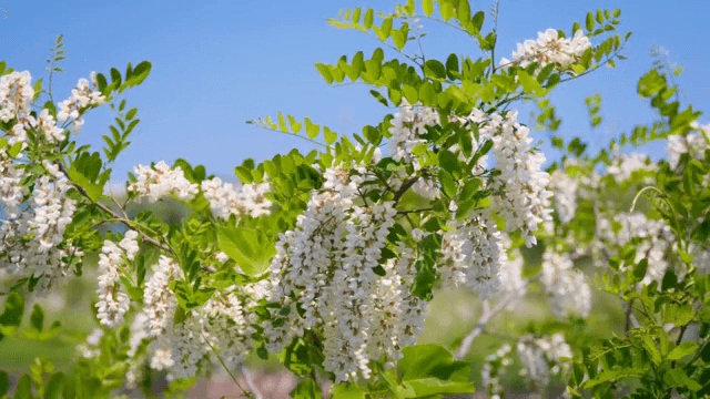 맑은 날에 피어난 하얀 꽃