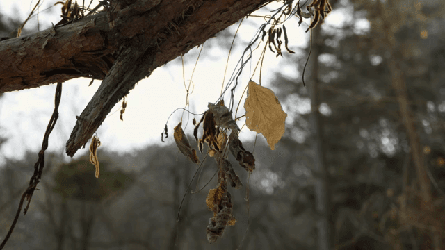 나뭇가지에 매달린 마른 잎