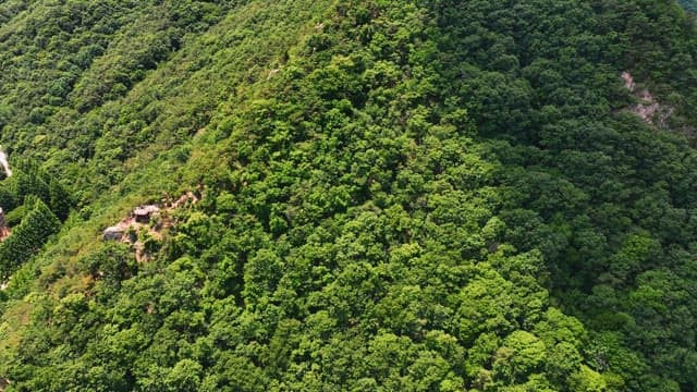 무성한 푸른 숲의 항공 뷰