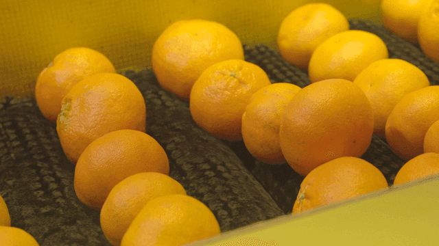 Tangerines rolling on conveyor belt in factory