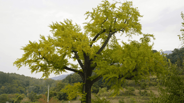 Big tree in blue landscape