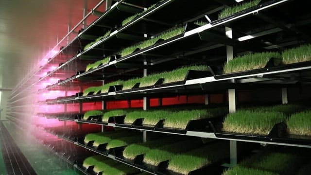 Barley germination farm with red LED lights