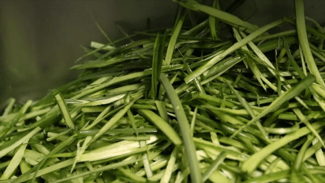 그릇에 담긴 신선한 채소