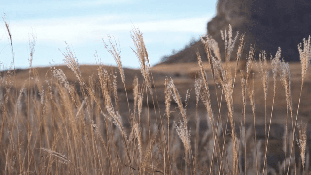 부드러운 바람에 흔들리는 갈대