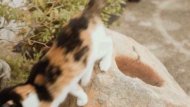 정원을 탐험하는 호기심 많은 고양이