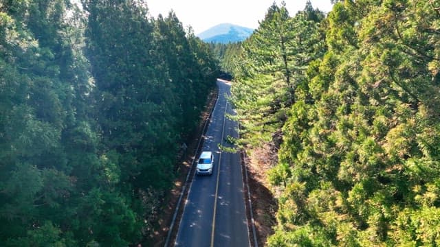 숲길을 달리는 자동차