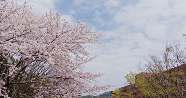 Cherry blossoms in full bloom near buildings