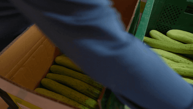 Farmer arranging freshly harvested cucumbers in a box
