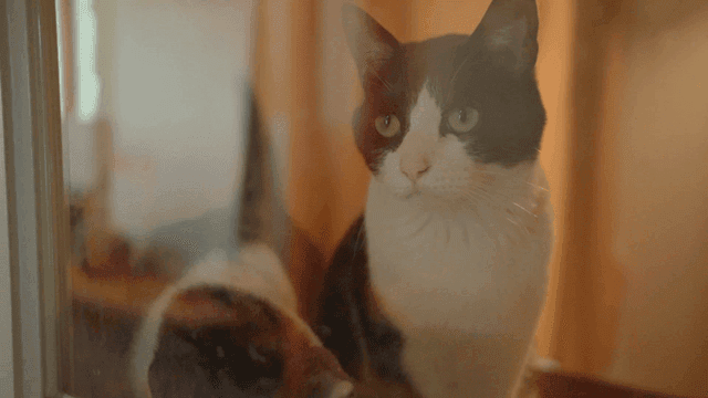 Cats looking through a glass door