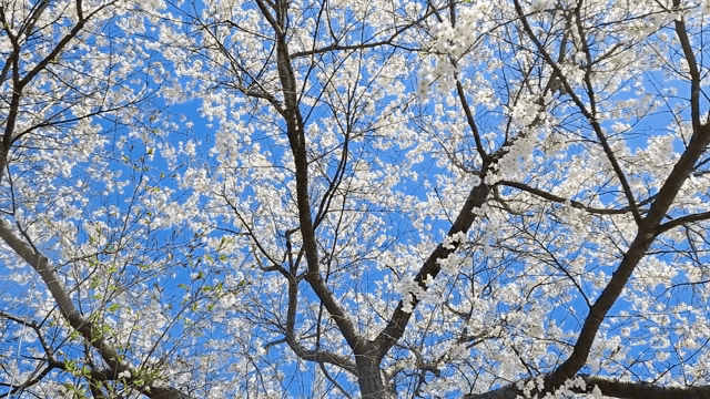 Cherry blossoms blooming under a clear sky